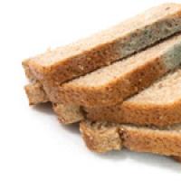मोल्डी ब्रेड खाणे शक्य आहे का?